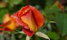 欢迎来到全新的一天，让我们用友情之光照亮早晨的路程！