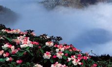 献给峨眉山的美丽篇章——富含峨眉山景色的心醉语句