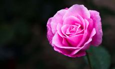 一些表达对友情不满或无语的句子，以及如何重建被破坏的友谊