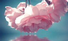 珍惜友谊，用心经营，历久弥坚：一组珍贵而感人的友情句子