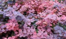 欢愉的心情，绽放着美丽的句子，让人陶醉忘返