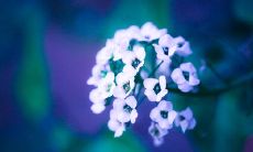 享受美好心情，倾听美妙旋律——提供开心就好的唯美句子