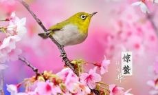 一份精美的惊蛰祝福语图片，让您在这个春季时节给亲朋好友传递最温馨的祝福！