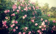 探讨友谊在面临困难时所表现出的情感和行为的句子