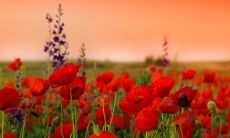 在追求女生时，男生应该怎样用短信问候女生？