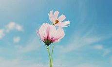 深深触动内心，令人既感动又难过的语句