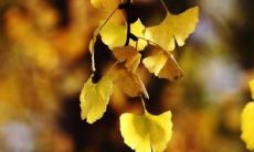 如何用简短低调的句子形容自己的快乐感受