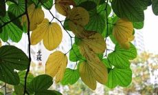 分享我的内心感受——写一些关于今天迎来立秋的心情说说文案