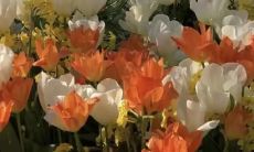 一幅仙气十足、令人迷醉的画卷：华美、神秘和柔美交织的场景