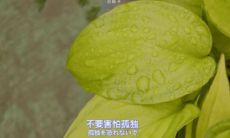 享受孤独时刻的正能量：感人至深的鼓励语句，用于启发一个人独处的勉励之言