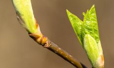 在这个充满希望和新生命的季节中，我们可以用来欣赏和庆祝的一些关于春天的美丽句子