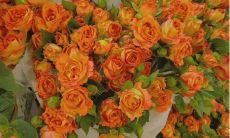 十月，我向自己发出问候：你好，这个充满希望与挑战的月份！