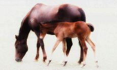 打动人心的具有依恋之情的句子