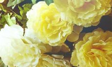 亲情的价值：为何简短的句子无法呈现？