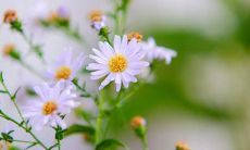 欢庆青年节，畅言青春情，分享喜悦心声：一系列青春洋溢的说说！