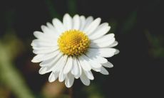 分享五四青年节快乐祝福的心情留言，搭配鲜活有趣的文字表达和深情动人的情感寄语，感受青春的活力和热情、追求梦想的勇气和信念，共同祝愿新一代青年在充满挑战的未来之路上顺利前行、扬帆远航！