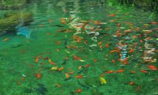 关于鱼游动的幸福感和愉悦状态的描述