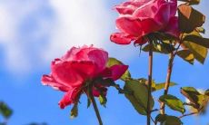 用简单的语言创造充满阳光的句子，传递简单幸福的文案