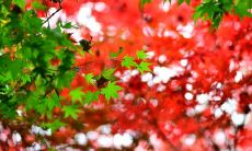 如何写出温馨而充满爱意的淡淡问候短信？