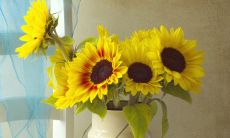 周日问候短信悉心寄予珍贵客户，细腻贴心传递关怀与感激之情