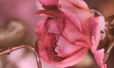 牛年的新春佳节，向员工发出问候和祝福的短信！