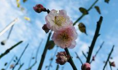 让秋天充满浪漫与唯美：令人心醉的秋天句子大全