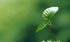 欢迎迎接立春的句子：冬去春来，日暖花开，立春到来，万物复苏