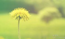 生命的源泉：倾听那些充满智慧的关于水的名言警句