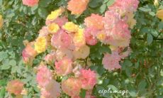 一些菜单式标签、个性化书签和定制印刷品上可以使用的、充满吸引力的、富有创意的语句合集