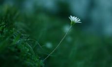 亲情的珍贵意义：从互相理解、支持到追寻共同真相，探讨亲情的经典句子