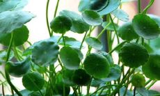 「2022年的十二个月，让我们快乐愉悦，充满幸福的美好句子大全！」