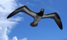 一些关于保护环境的英文口号，帮你成为环保行动的倡导者！