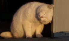 探究人心内最深处的伤痛言语