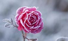 亲情：那种独特而真挚的情感，没有什么能够代替的句子