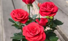 在花园里种花让我感到开心，这里有一些赋予生命的植物，点缀着繁茂的枝条，让我感受到自然界的宏伟壮观