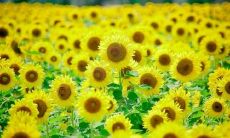 10句感人至深的亲情语句，让你重新认识家人之间珍贵的情感纽带