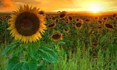 一点的改写：让你感受阳光的治愈力量：温暖句子给予你一生的快乐与温馨