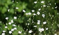 English Translation of Sentences Expressing Gratitude and Affection for Family