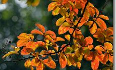 经历了种种烦事让人感到懊恼不已的表述