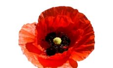 你是友谊中让我感受到温暖的存在：赞美友情并送给那个陪伴我经历风雨的人的话语