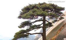 懂松树的人生座右铭：在世间踏实如松，从容不惊如林，坚定如松针，谦虚如松叶，长存如松根