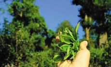 心烦悲伤的情感倾诉：分享一些感伤的句子，倾诉内心的无奈与哀愁