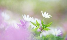 经典唯美小清新的浪漫爱情留言短句，让你感受最真挚的情感之美