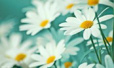 十年感恩之旅：让人唏嘘动容的唯美句子分享