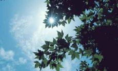 针对夏季写作的美丽诗句，展现夏日的灿烂与魅力