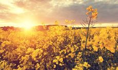 分享一句令人快乐的语句，带来欢乐的一句话