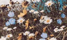 - 让我们一起庆祝国际妇女节体育盛会并努力争取性别平等的口号！