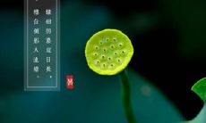 在烈日炎炎的三伏天，送上的祝福语，愿您健康、清凉、轻松度过这个夏季高温的难关！