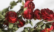 十分浪漫且富有文采的高级情话比较