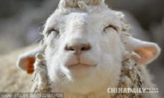 一大堆令人捧腹的幽默短语和有趣的笑话，都可以调动您的幸福感和娱乐化的心情！